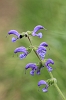 Meadow Clary _MG_1669